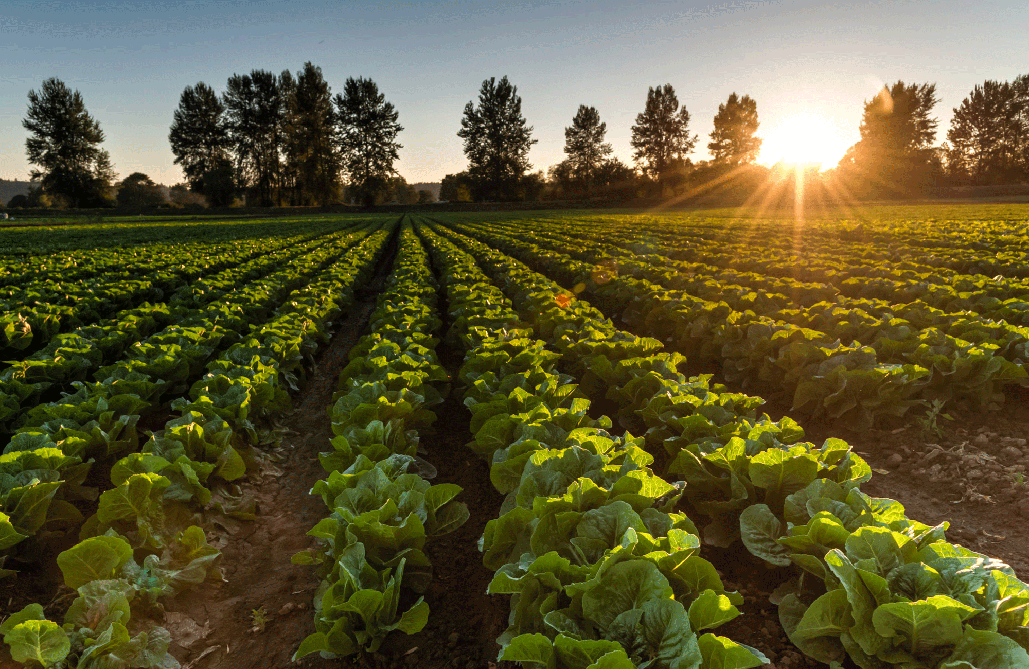 a field of lettuce