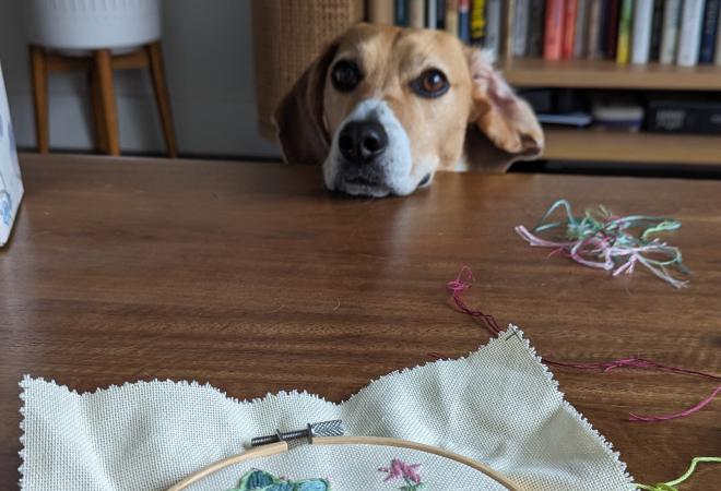 Emma's dog, Levi, eyeing her embroidery work