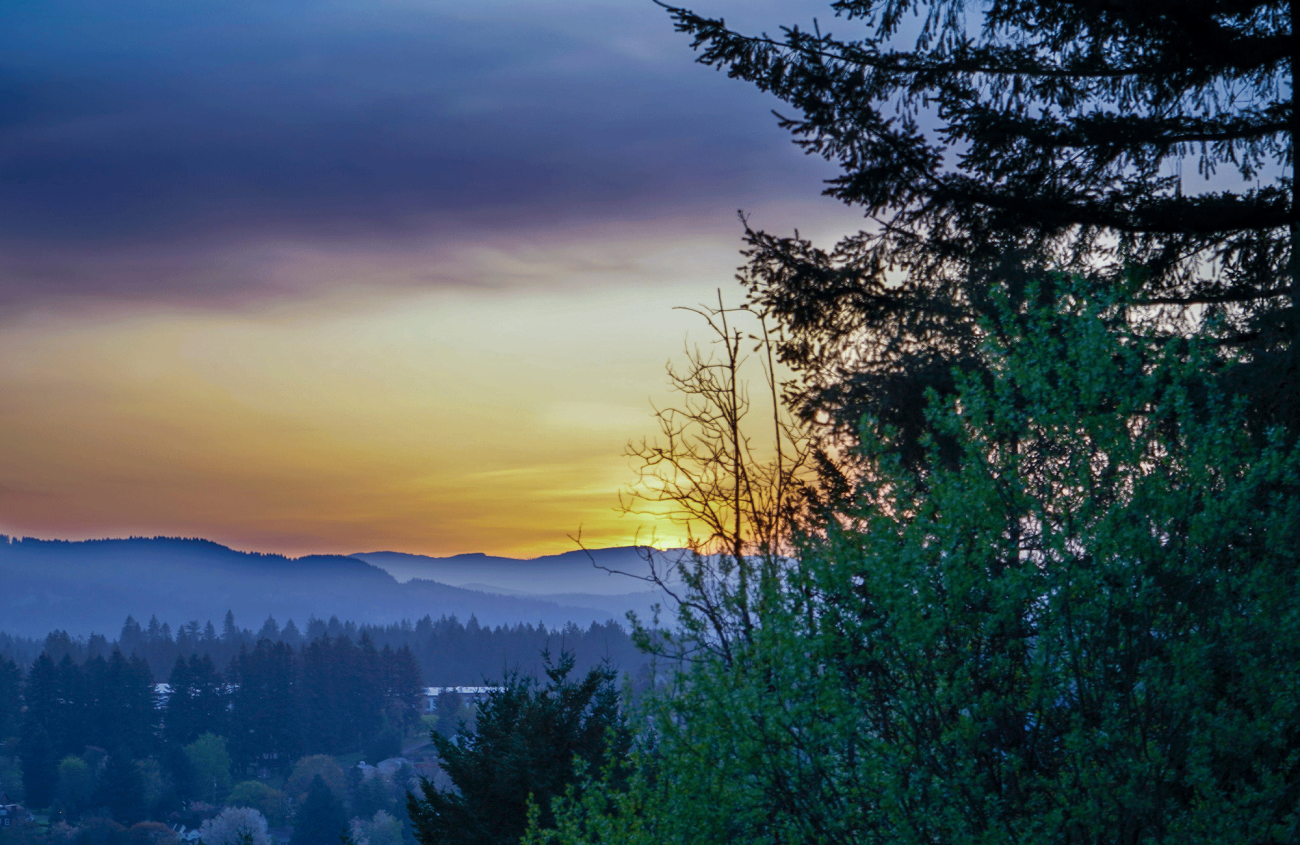 a forest sunrise in Camas, Washington