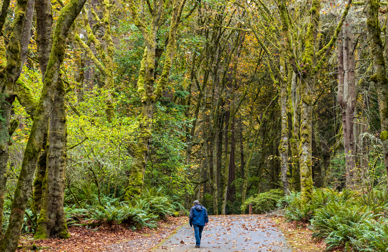 a forest trail in Pierce County