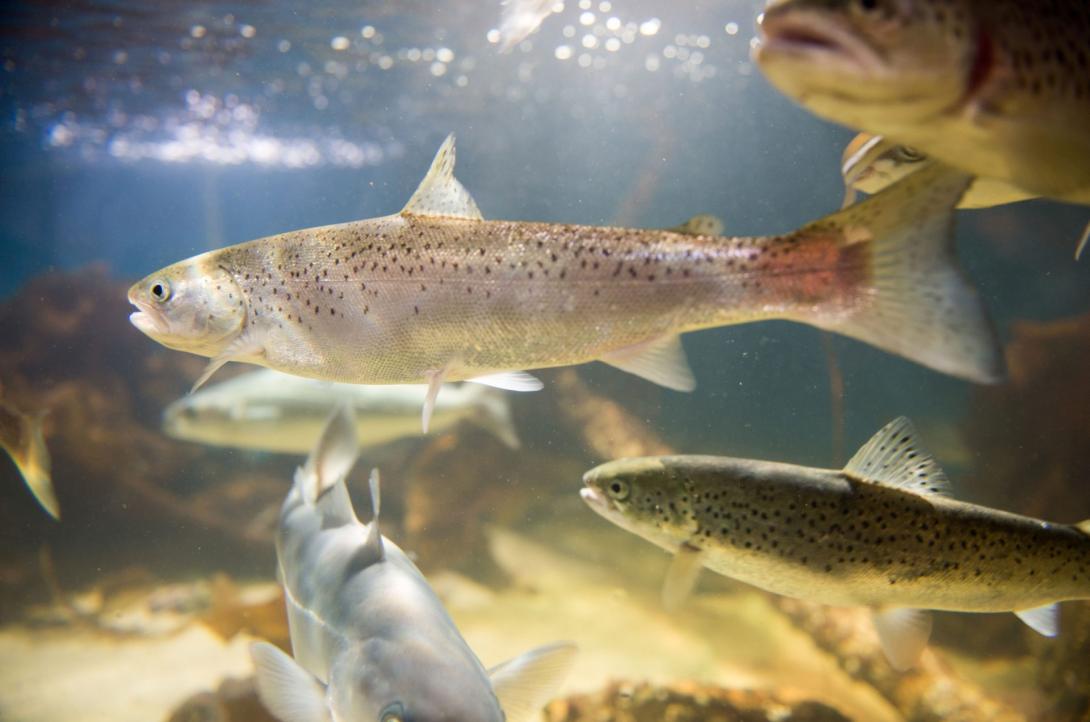 salmon swimming